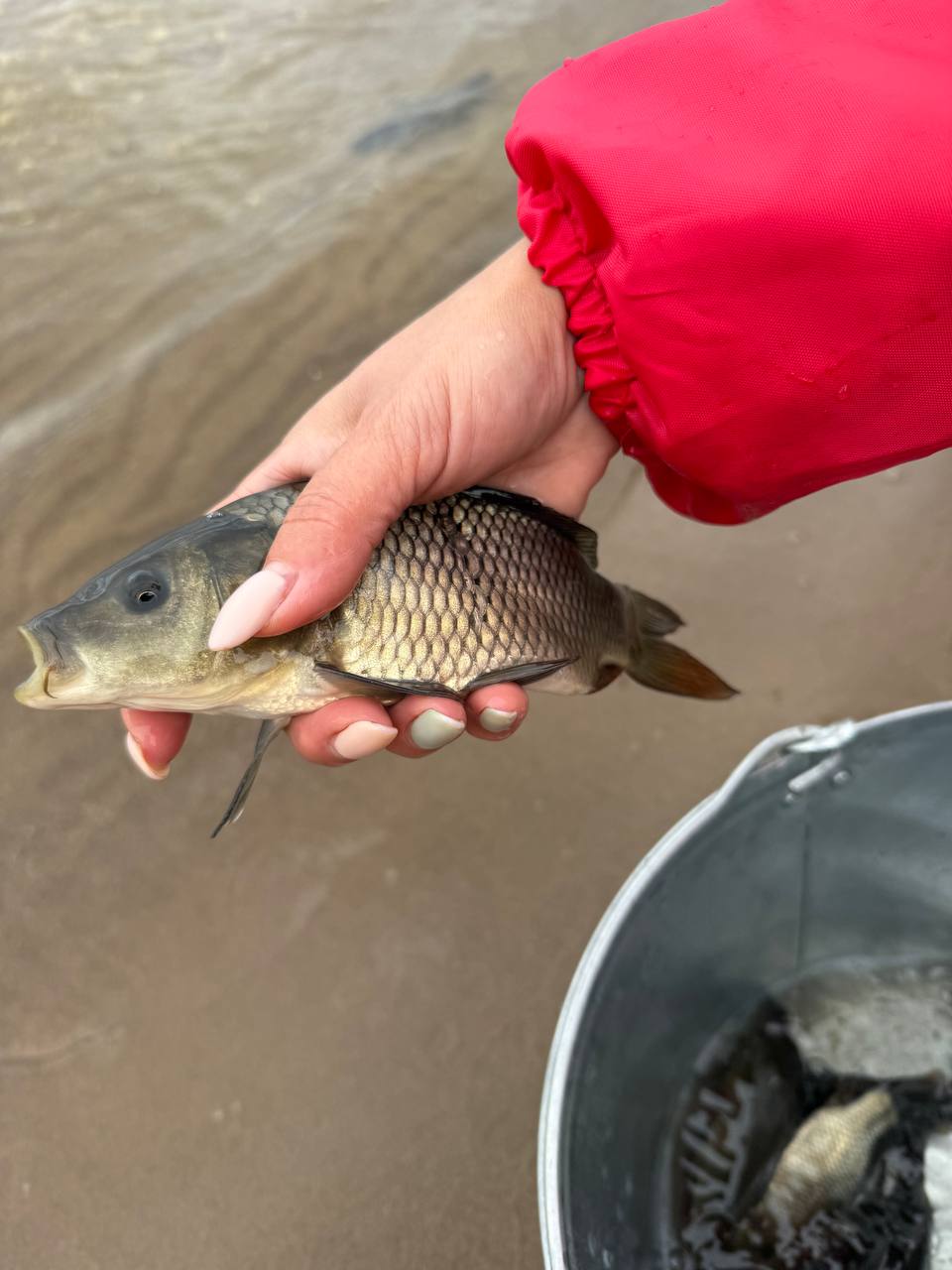 Предприятие ОДК-Кузнецов выпустило в Волгу более 3,5 тысяч мальков сазана